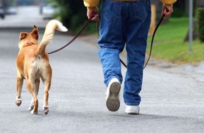 Calling all dogs